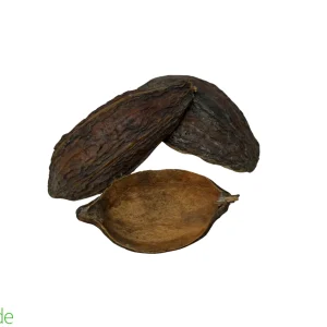Colombian Cacao Seed Nut Pod