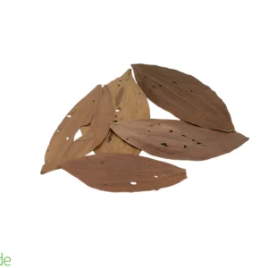 Colombian Leaf Litter - Acacia Leaves - 15 count