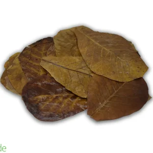 Colombian Leaf Litter - Indian Almond Leaves - Terminalia catappa - 15 count