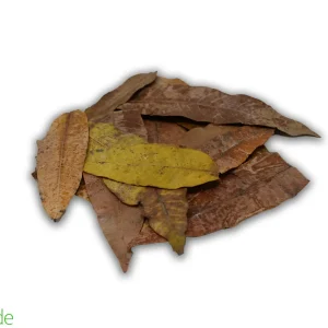 Colombian Leaf Litter - Mango Leaves - Mangifera Indica 20 count