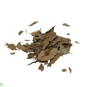 Colombian Leaf Litter - Weeping Ficus Leaves - 40 +/- grams
