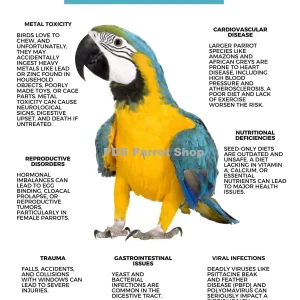 Common Health Problems In Birds Poster by Monika Sangar (PDF)