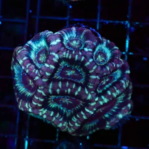 Confusion Asian Acan Colony WYSIWYG - SAQ Coral Farm