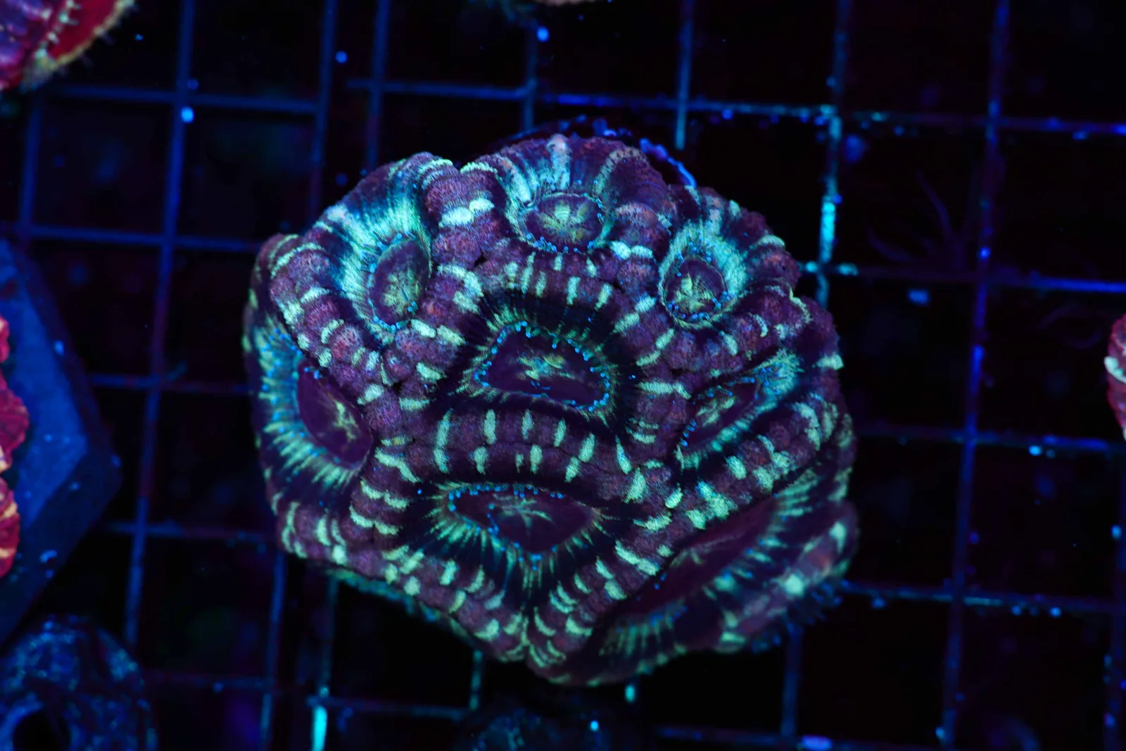 Confusion Asian Acan Colony WYSIWYG - SAQ Coral Farm