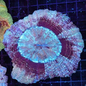 Confusion Spell Acanthophyllia WYSIWYG - SAQ Coral Farm