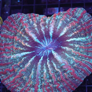 Confusion Spell Cynarina WYSIWYG - SAQ Coral Farm