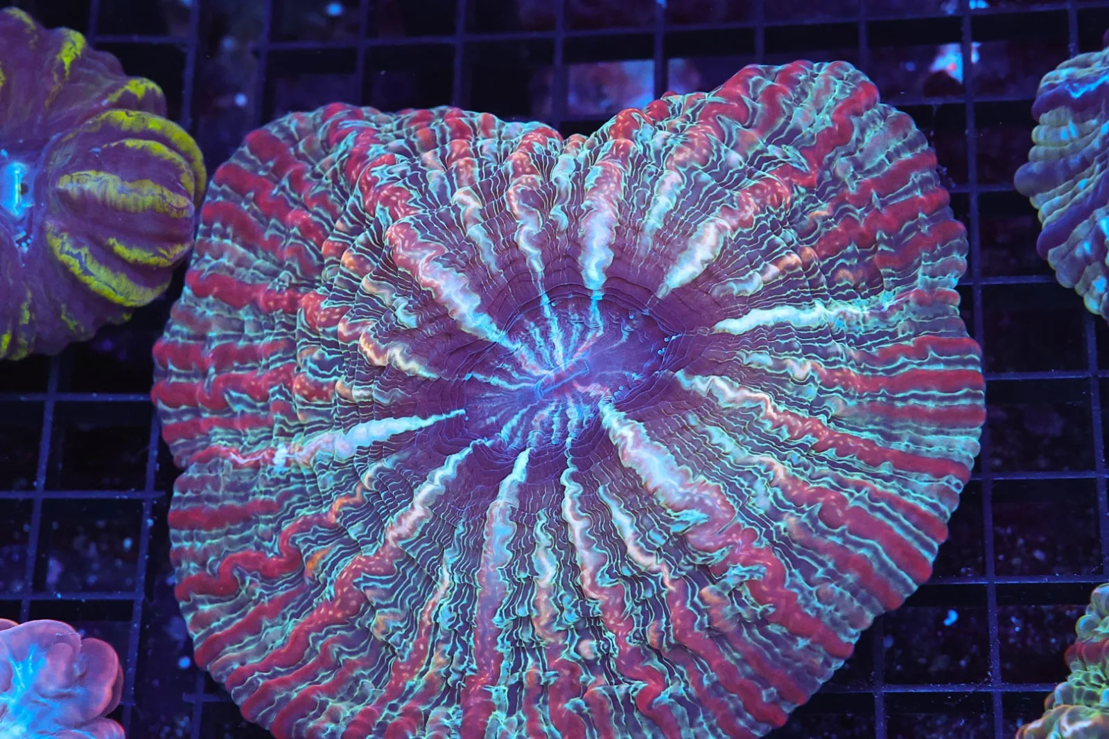 Confusion Spell Cynarina WYSIWYG - SAQ Coral Farm