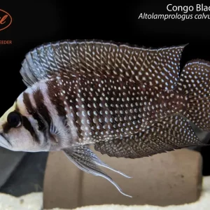 Congo Black Calvus