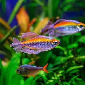 Congo Tetra Fish