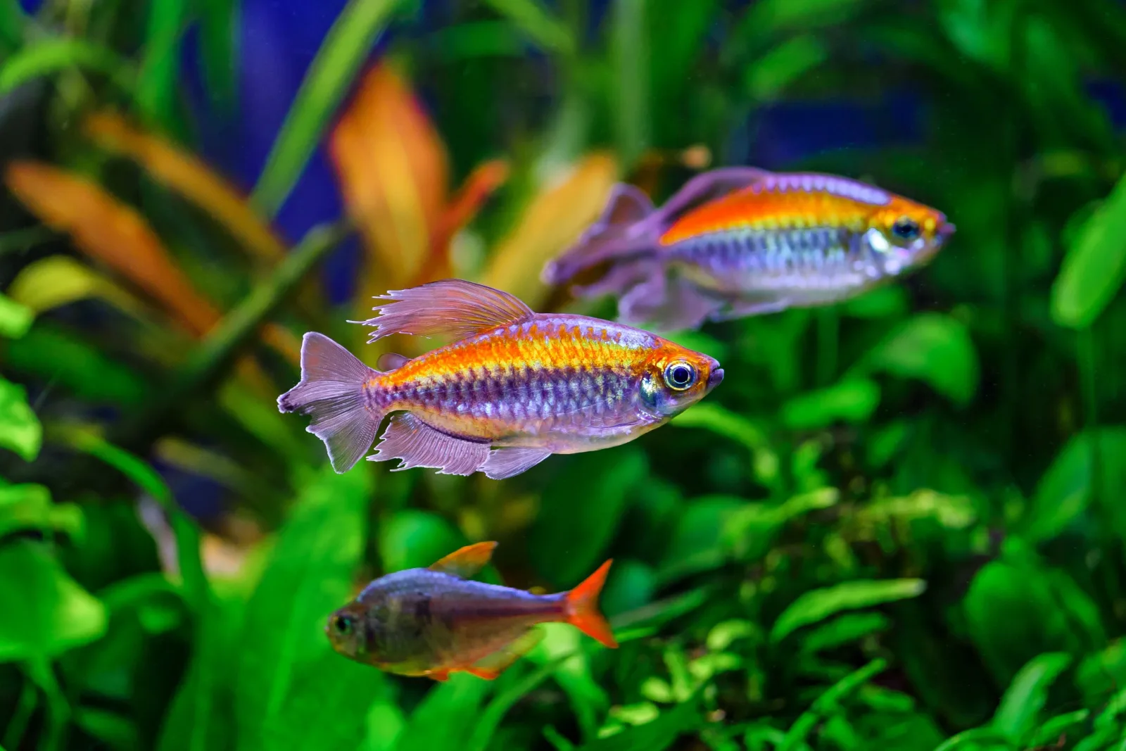 Congo Tetra Fish