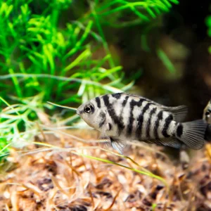 Convict Cichlids
