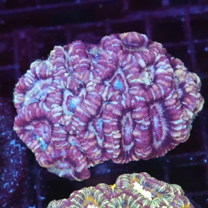 Cool Purple Asian Acan Colony WYSIWYG - SAQ Coral Farm