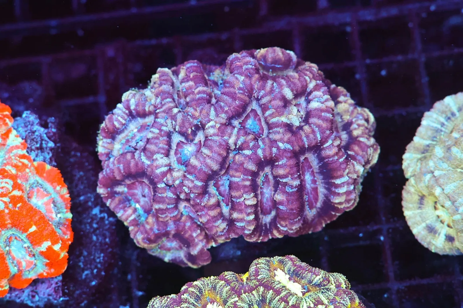 Cool Purple Asian Acan Colony WYSIWYG - SAQ Coral Farm