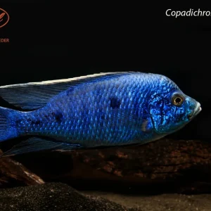 Copadichromis azureus