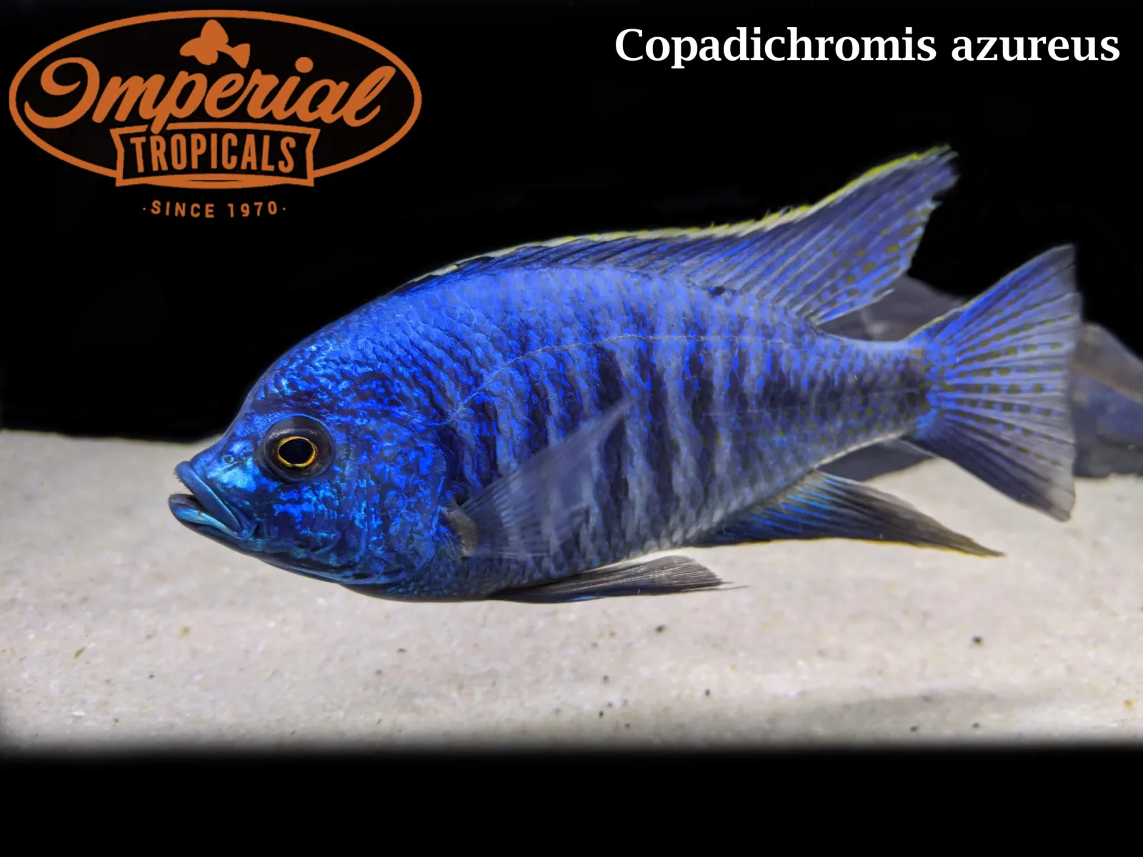 Copadichromis azureus - Image 2