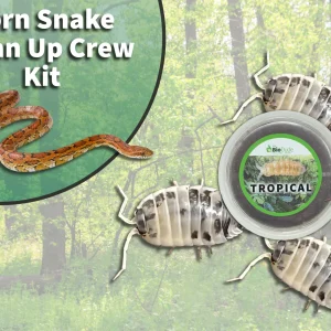 Corn Snake Clean Up Crew Pack FREE SHIPPING