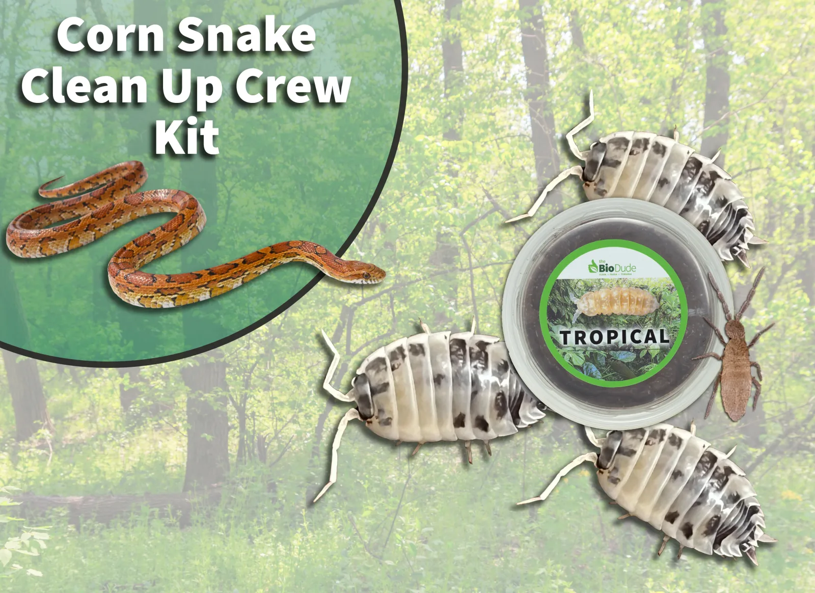 Corn Snake Clean Up Crew Pack FREE SHIPPING