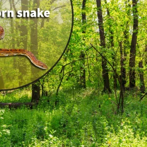 Corn Snake (Pantherophis guttatus) Bioactive Vivarium Kit