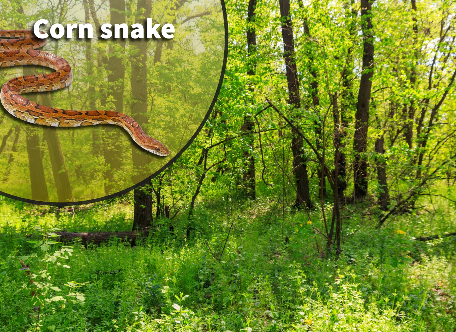 Corn Snake (Pantherophis guttatus) Bioactive Vivarium Kit