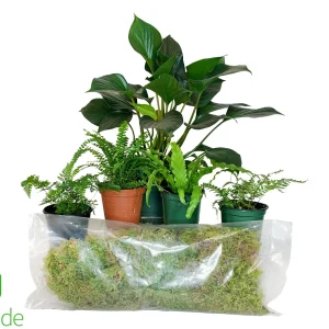 Corn Snake Plant Pack V2