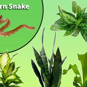 Corn Snake Starter Plant Pack