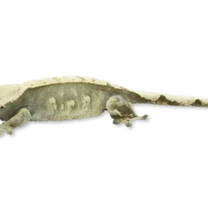 Correlophus ciliatus (captive-bred) | Crested Gecko - Adult Female