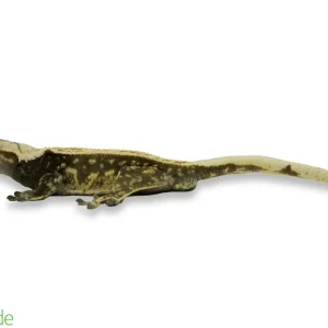 Correlophus ciliatus (captive-bred) | Crested Gecko - Adult Male