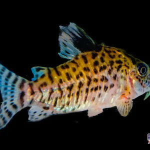 Cory - Agassizii (True) Lg