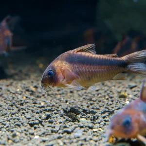 Corydoras Rabauti