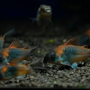 Corydoras Venezuelanus