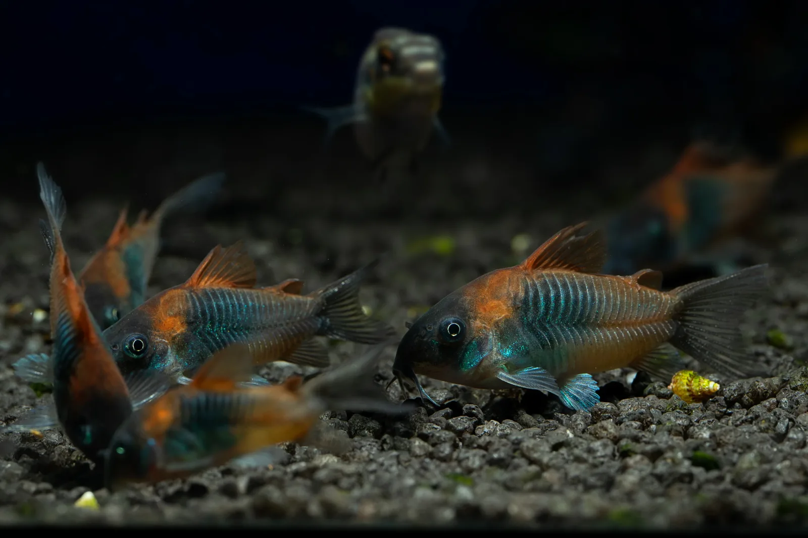 Corydoras Venezuelanus