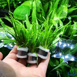 Creeping Rush (Juncus repens)