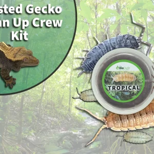 Crested Gecko Clean Up Crew Pack FREE SHIPPING