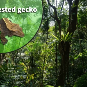 Crested Gecko (Correlophus ciliatus) Bioactive Vivarium Kit