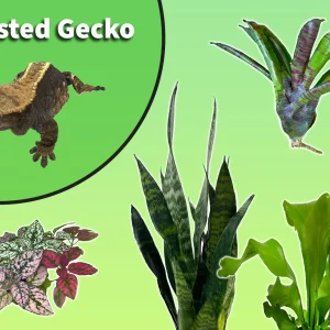 Crested Gecko Starter Plant Pack