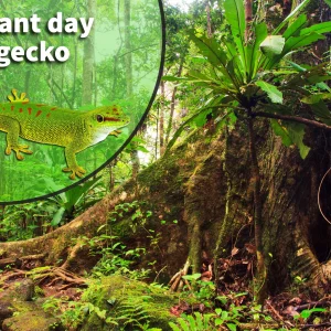 Crimson Giant Day Gecko (Phelsuma grandis) Bioactive Vivarium Kit