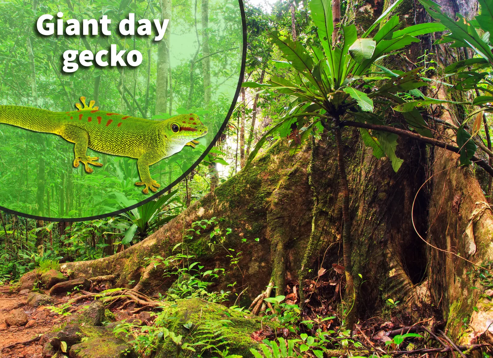 Crimson Giant Day Gecko (Phelsuma grandis) Bioactive Vivarium Kit