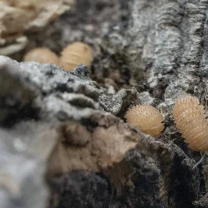 Cristarmadilidium muricatum "Pineapple Spiky" Isopods FREE SHIPPING