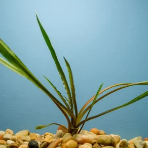 Crypt Spiralis Aquatic Plant