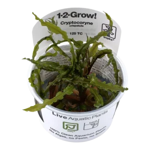 Cryptocoryne crispatula Tissue Culture by Tropica