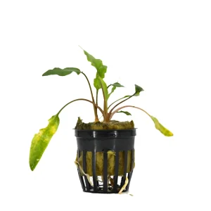 Cryptocoryne Green Wendtii Aquatic Plant