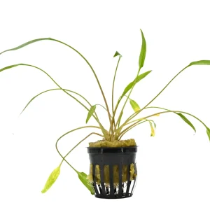 Cryptocoryne Lucens Aquatic Plant