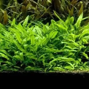 Cryptocoryne Lutea Aquatic Plant