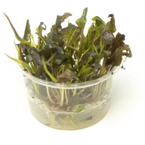 Cryptocoryne Mi Oya Tissue Culture Cup