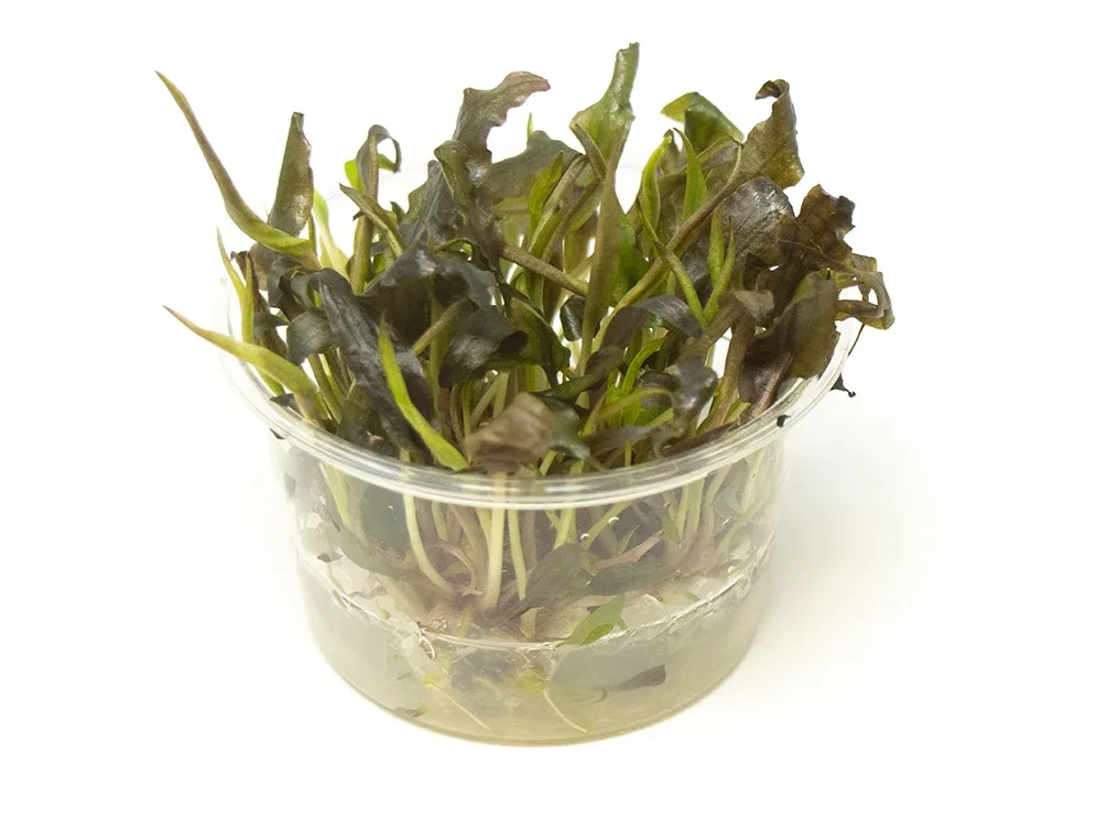 Cryptocoryne Mi Oya Tissue Culture Cup