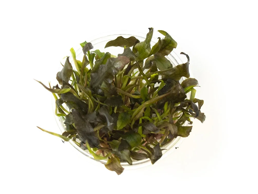 Cryptocoryne Mi Oya Tissue Culture Cup - Image 2