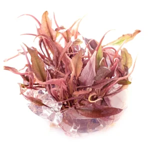 Cryptocoryne Pink Flamingo