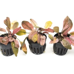 Cryptocoryne Pink Flamingo
