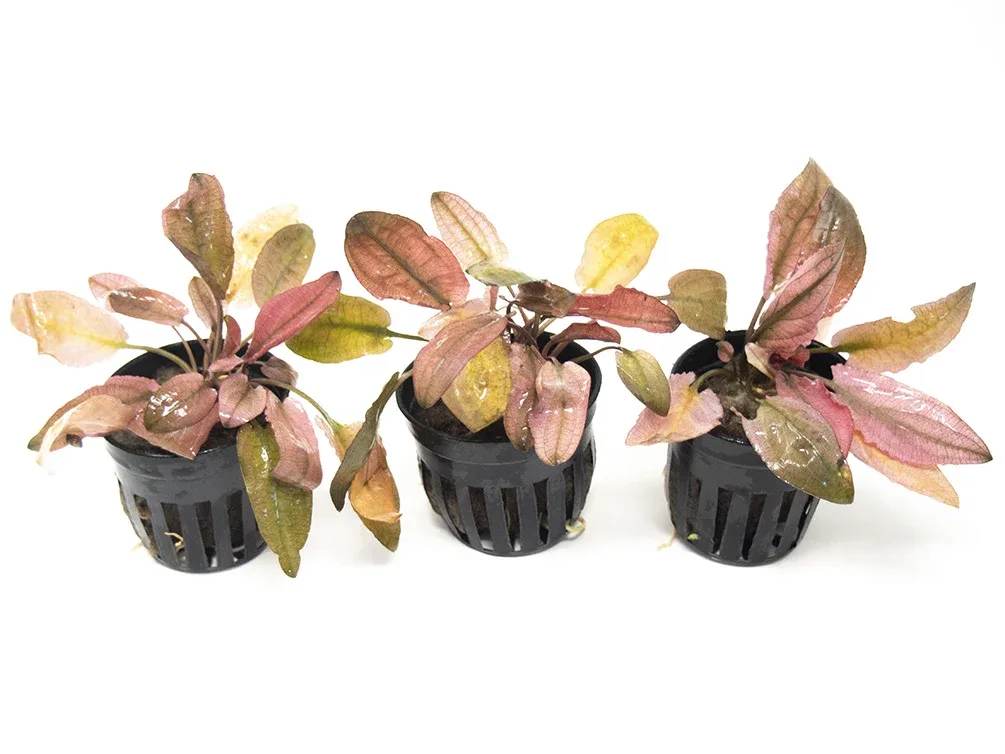 Cryptocoryne Pink Flamingo