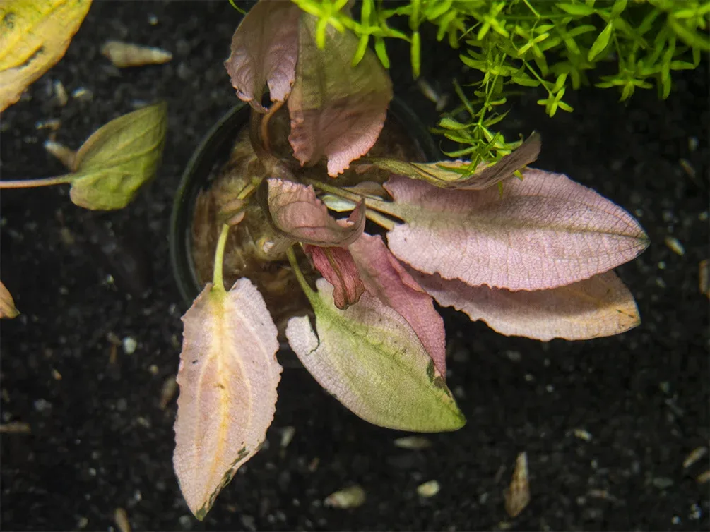 Cryptocoryne Pink Flamingo - Image 2